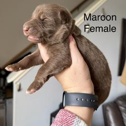 Maroon HC - Liver female German Shepherd puppy in Terra Alta, West Virginia from Shepherd Country Farm and Kennels