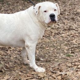 Foley - American Bulldog