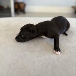 Panther - Black male Whippet puppy in Fort Myers, Florida from Rainbow Whippets
