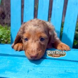Charlee - Dapple female Dachshund puppy in O'donnell, Texas from Dirt Road Doxies