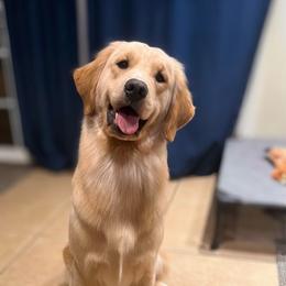 Zaina - retiring(OFA,PennHIP,CGCA CGCU TKN) - Golden female Golden Retriever puppy in Orangevale, California from Bear State Goldens