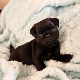 BLACK FEMALE - Black female Pug puppy in Saugus, Massachusetts from Pug Puppies of Boston