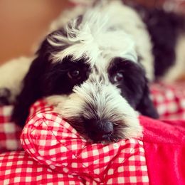 Australian Labradoodle Puppies from Wild Daisy Labradoodles