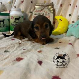 Maui - Cream male Dachshund puppy in East Dover, Vermont from Audet’s Mini Dachshunds