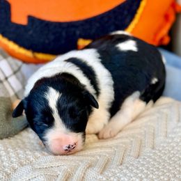 Shep - White and black male Bordoodle puppy in Eastman, Georgia from Dood B Ranch
