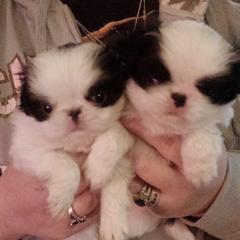 Japanese Chin Puppies from Mystike Japanese Chin