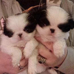 Japanese Chin Puppies from Mystike Japanese Chin