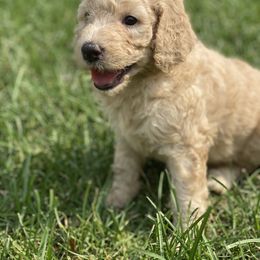 Goldendoodle Puppies from New Jersey Doodles