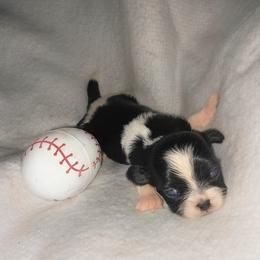 Casper - Black and white male Shih Tzu puppy in Arcadia, Florida from Kitsune Cuddles and kisses