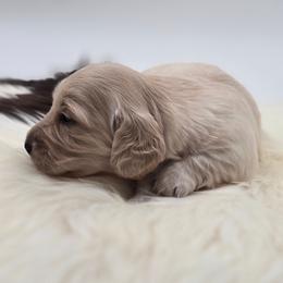 Josephine - Cream female Dachshund puppy in Nine Mile Falls, Washington from River Run Doxies