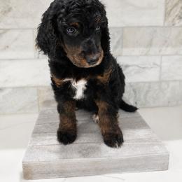 Dr. Pepper - Phantom male Poodle puppy in Mesa, Arizona from Desert Doodles