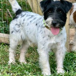 Deacon - Russell Terrier