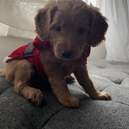 Goldendoodle Puppies from Ice Family Goldendoodles