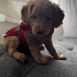 Goldendoodle Puppies from Ice Family Goldendoodles
