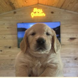Golden Retriever Puppies from Apple Country Retrievers