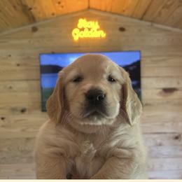 Golden Retriever Puppies from Apple Country Retrievers