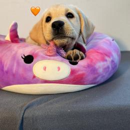 Orange Collar - Yellow female Labrador Retriever puppy in Somerset, California from Cantina Labs and Cavs