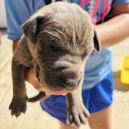Boy 4 - Fawn male Great Dane puppy in Devine, Texas from Texas Devine Danes & Aussies