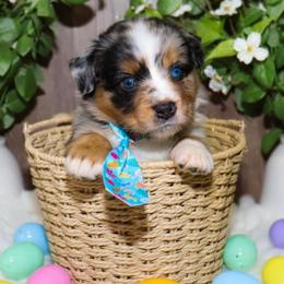 Journey - Blue merle male Miniature Australian Shepherd puppy in Guthrie, Oklahoma from Raised Right Pups