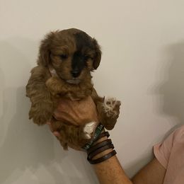 Girl 1 - Miniature Australian Shepherd puppy in Purvis, Mississippi from Rolling Oaks Farm - Deladios Kennels