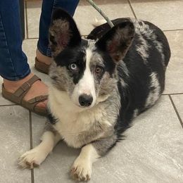 Cardigan Welsh Corgis from Thorssen Corgis
