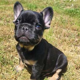 Milo - Black and tan male French Bulldog puppy in Berlin, New Jersey from Jersey French Bulldogs