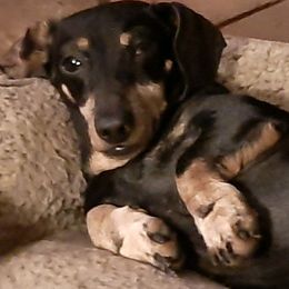 Dachshunds from Folklore