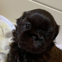 Shih Tzu Puppies from Winnie the Tzu’s Too