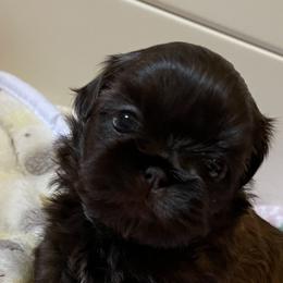 Shih Tzu Puppies from Winnie the Tzu’s Too