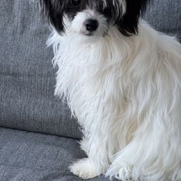 Puff girl - Black and white female Chinese Crested puppy in Capac, Michigan from Puddles Palace Puppies