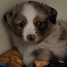 Red Merle Boy - Red merle male Toy Australian Shepherd puppy in Jacksonville, Florida from The Stanley's Little Aussies