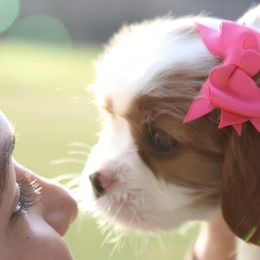 Cavalier King Charles Spaniel Puppies from Creekside Cavaliers
