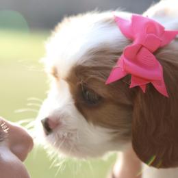 Cavalier King Charles Spaniel Puppies from Creekside Cavaliers