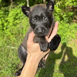 Black Girl 1 - Black sable female Belgian Malinois puppy in Orange, Texas from Tacti-Mal K9 Kennels