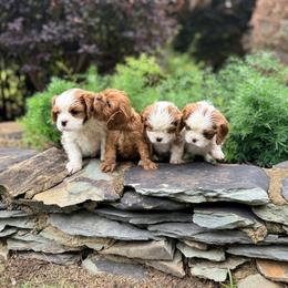 Cavalier King Charles Spaniel puppies from Lauren's Cavalier King Charles Spaniels