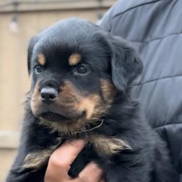 First pick male - Black and mahogany male Rottweiler puppy in San Antonio, Texas from VHWilliamsRottweilers