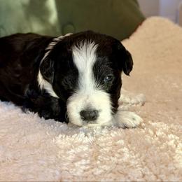 Laurel - Black and white female Aussiedoodle puppy in Jackson, Tennessee from Dinah Doodles and Aussies