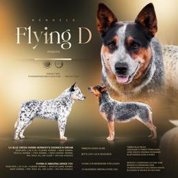 Australian Cattle Dog puppies from Flying D Kennels
