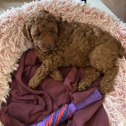 Tank - Red  male Poodle puppy in Vacaville, California from Little Gall Reds