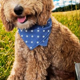 Gabby - Goldendoodle