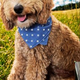 Gabby - Goldendoodle