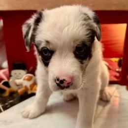 Laverne - Blue merle female Border Collie puppy in Burlington, Kentucky from Murphys Farm