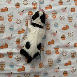 Black collar - 3,550.00 - Black white and brown male Basset Hound puppy in Columbia, South Carolina from Pawmetto Hounds