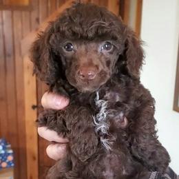 Charlie Brown - Toy Choc Brown - Brown male Poodle puppy in Falcon, Missouri from Cedar House Heritage Poodles | AKC Toy & Miniature Poodle Puppies Raised in Home