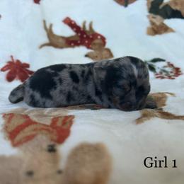 Lucy - Merle female Chihuahua puppy in Beckemeyer, Illinois from Guardian’s of the Chihuahuas