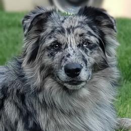 Australian Shepherds from Krazy G Brand Aussies