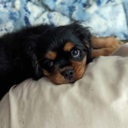 Cavalier King Charles Spaniel Puppies from Liberty Acres Kennels