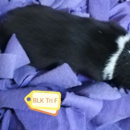 Australian Shepherd Puppies from Soundtrack Farms