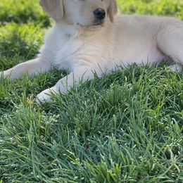 Golden Retriever Puppies from Rainy Day Goldens