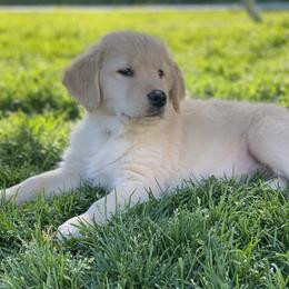 Golden Retriever Puppies from Rainy Day Goldens